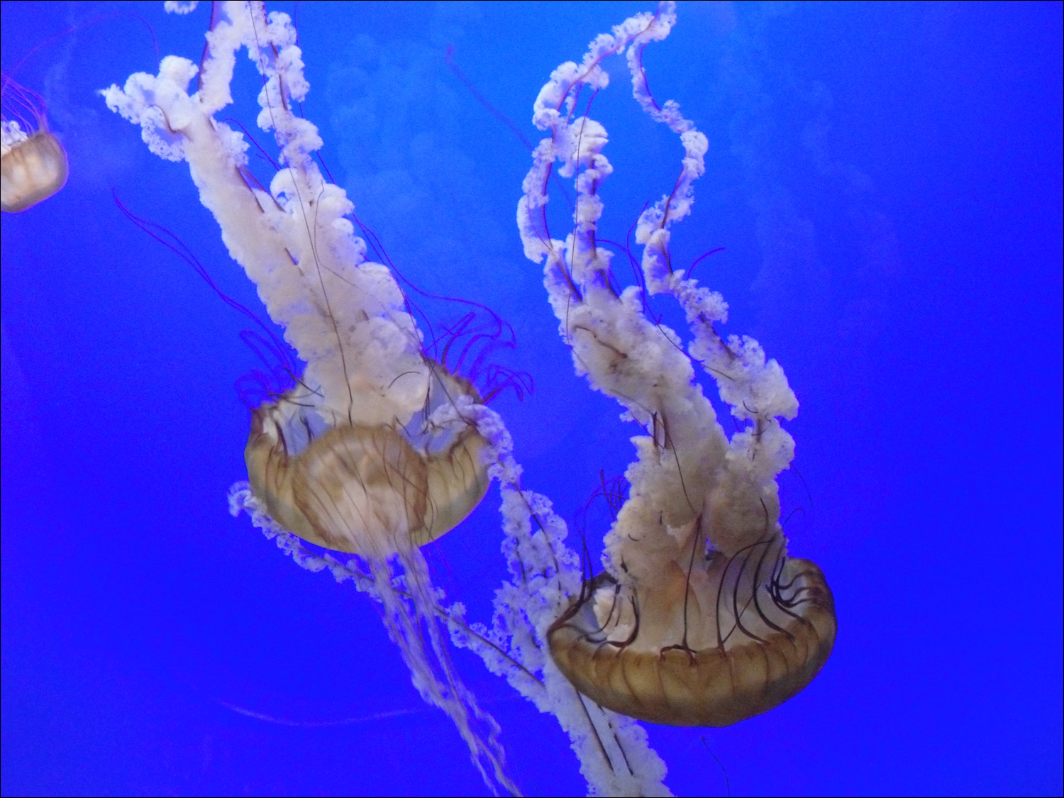 Newport, OR- Oregon Coast Aquarium-jellysifh